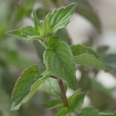 menthe poilue|menthe pouliot effets.